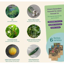 Magic Garden Seeds Plaisir de Concombre – Set de Graines - 1 kit
