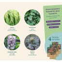 Magic Garden Seeds Katzenkräuter - Samenset - 1 Set