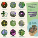 Magic Garden Seeds Łąka kwietna - zestaw nasion - 1 zestaw