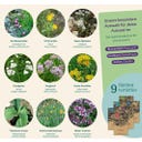 Magic Garden Seeds Alpine Pflanzen - Samenset - 1 Set