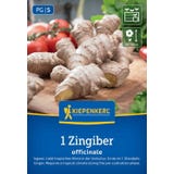 Kiepenkerl Ingwer "Zingiber officinalis"