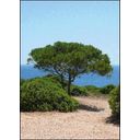 TROPICA Stone Pine - 1 item