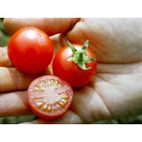 Culinaris Tomate Cocktail Bio "Cerise rot"