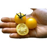 Culinaris Tomate Cocktail Bio "Cerise amarela"