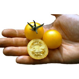 Culinaris Bio Cocktailtomate 