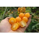 Culinaris Cocktailtomat Su-9004, Eko - 12 Frön