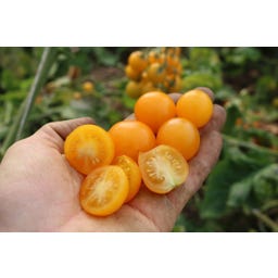 Culinaris Bio Cocktailtomate Su-9004 - 12 Korn