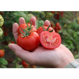 Culinaris Bio Salattomate 811-X - 12 Korn