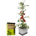 GUSTA GARDEN TOM TOMATO mit Erde - Hellgrau