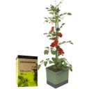 GUSTA GARDEN TOM TOMATO avec Terreau - Vert foncé