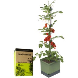 GUSTA GARDEN TOM TOMATO avec Terreau - Vert foncé