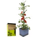 GUSTA GARDEN TOM TOMATO met Aarde - Blauw