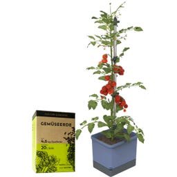 GUSTA GARDEN TOM TOMATO avec Terreau - Bleu