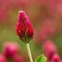 Trébol Carmesí Rojo, 50 g