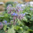 Kokopelli Organic Borage - Blue