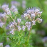 Kokopelli Bio Phacelia (Bienenfreund)