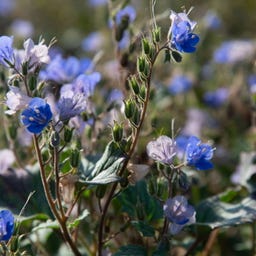 Kokopelli Organic Phacelia (Bee-Friendly)