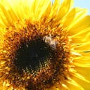 Kokopelli Girasol Bio para Abono Verde