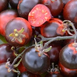 Bio Indigo-Kirschtomate „Fahrenheit Blues“