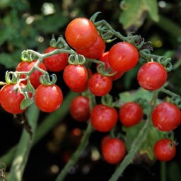 Kokopelli Bio Rote Kirschtomate „Barbaniaka“