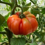 Kokopelli Bio Rote Tomate &bdquo;Marmande&ldquo;