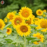 Kokopelli Bio Sonnenblume (K&ouml;rnersorte) &bdquo;Issanka&ldquo;