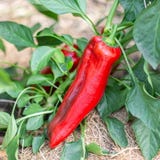 Kokopelli Bio S&uuml;&szlig;e Paprika rot &bdquo;Alba Regia&ldquo;