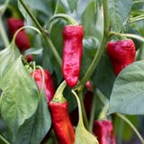 Kokopelli Bio Scharfe Paprika &bdquo;Espelette / Gorria&ldquo;