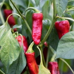 Kokopelli Bio Scharfe Paprika „Espelette / Gorria“