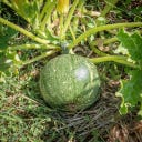 Kokopelli Courgette de Nice Ronde Bio