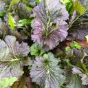 Kokopelli Moutarde Indienne 