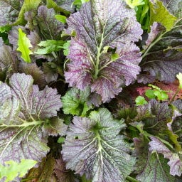 Kokopelli Bio Indischer Senf „Dragon Tongue“