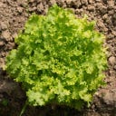 Kokopelli Organic Cut Lettuce 