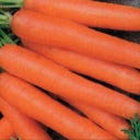 Zanahoria Roja Bio - Berlicum, 4 g