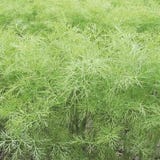 Kokopelli Bio Dill &bdquo;Greensleeves&ldquo;