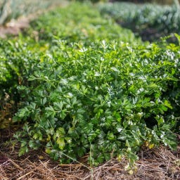 Kokopelli Bio Glatte Petersilie