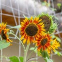 Kokopelli Girasol Bio - Supreme Mix