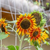 Kokopelli Girasole Bio - Supreme Mix