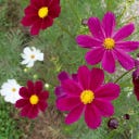 Cosmea Bio - Sensation, 100 semillas