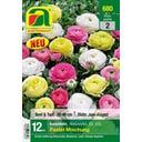 AUSTROSAAT Ranunkeln Pastel Mix Gr. 4/5