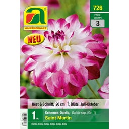 AUSTROSAAT Blumenzwiebel Dahlie Saint Martin Gr. 1