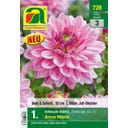AUSTROSAAT Blumenzwiebel Dahlie Anne Marie Gr. 1