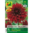 Blumenzwiebel Dahlie Bergers Record Gr. 1