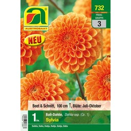 AUSTROSAAT Blumenzwiebel Dahlie Sylvia Gr. 1