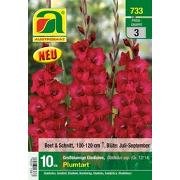 Blumenzwiebel Gladiole Plumtart Gr. 12/14