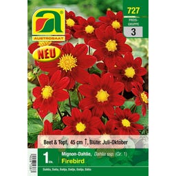 AUSTROSAAT Blumenzwiebeln Dahlie Firebird Gr. 1