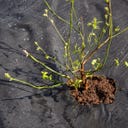 Esschert Design Voile Anti-Mauvaises Herbes - 1 pcs