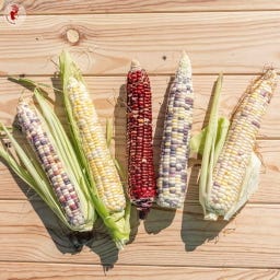 Organic Sweetcorn - Colourful Mix 