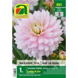 AUSTROSAAT Dahlia D&eacute;coratif &ldquo;Lady Kate&rdquo;