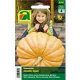 AUSTROSAAT Giant Pumpkin "Atlantic Giant"